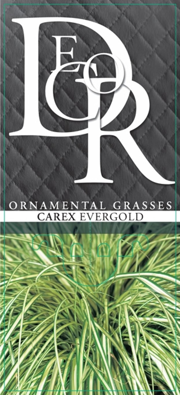 Carex oshim. 'Evergold' - C2